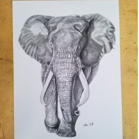 Elephant